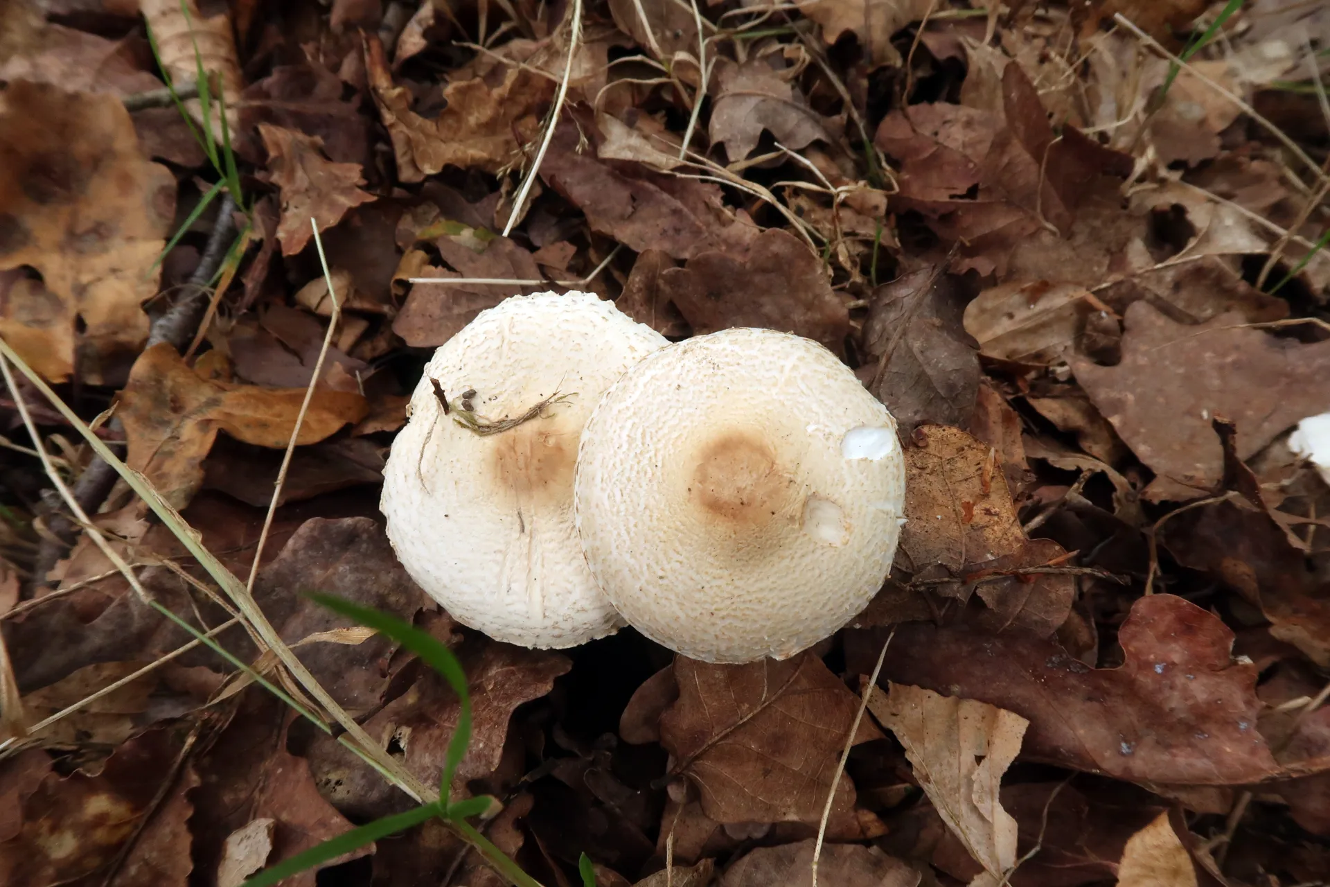 Lepiota ignivolvata - 1 - IMG_7951